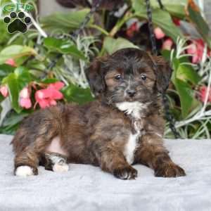 Remi, Yorkie Poo Puppy